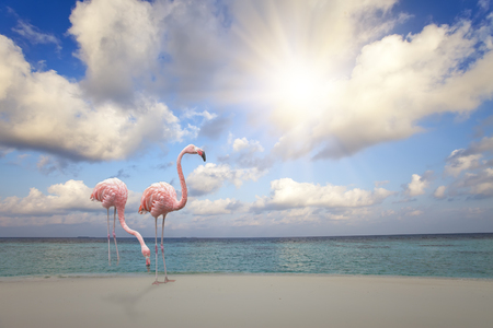 Two pink flamingos on the sandy beach by the blue sea under the sky with the sun through cloudsの写真素材