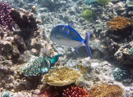 Fishes in corals. Underwater world.
