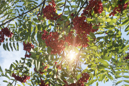 Ripe red mountain ashの写真素材