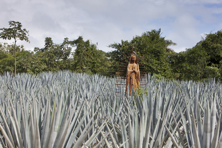 The statue of Blessed Virgin Mary in the field of agave. Mexicoの写真素材