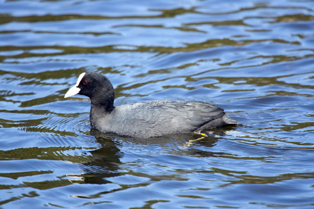 The Eurasian coot (Fulica atra) in waterの写真素材