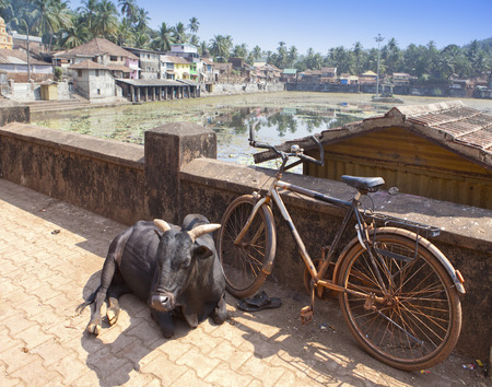 India. Gokarna. Sacred cow at a sacred reservoirの写真素材