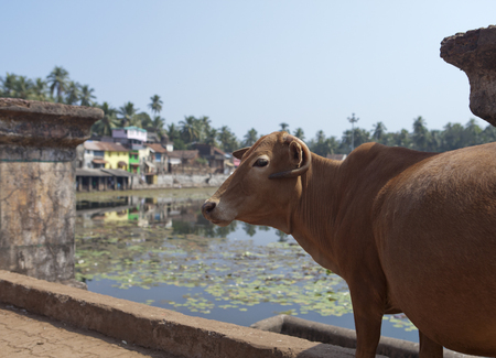India. Gokarna. Sacred cow at a sacred reservoirの写真素材