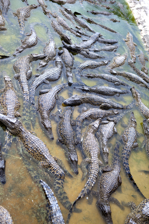 little crocodiles in the waterの写真素材