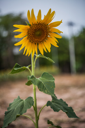 sunflowerの写真素材