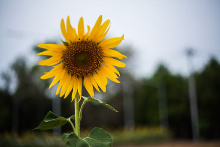 sunflowerの写真素材