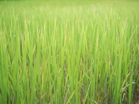 rice plantの写真素材