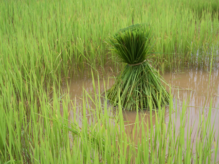 rice plantの写真素材