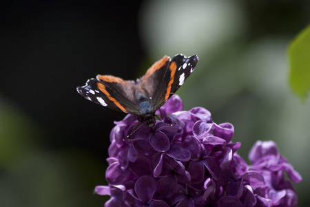 butterflyの写真素材