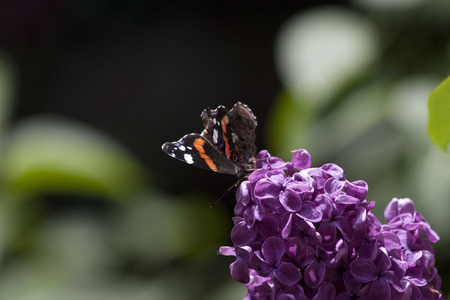 butterflyの写真素材