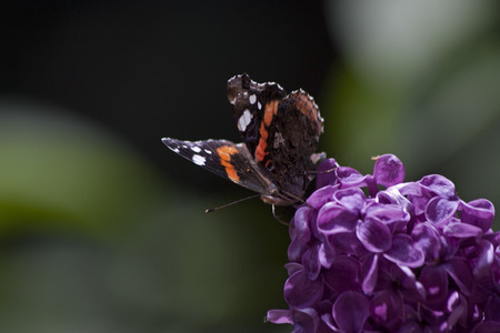 butterflyの写真素材