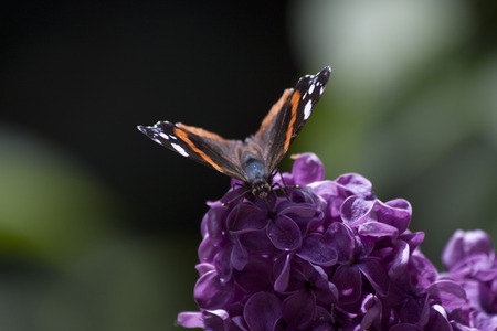 butterflyの写真素材