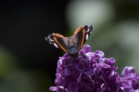 butterflyの写真素材