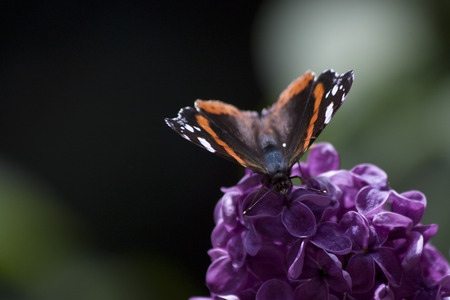 butterflyの写真素材