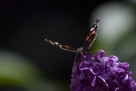 butterflyの写真素材