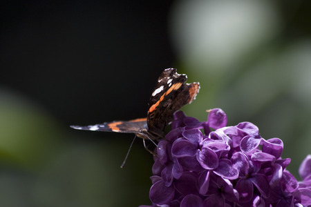 butterflyの写真素材