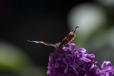 butterflyの写真素材