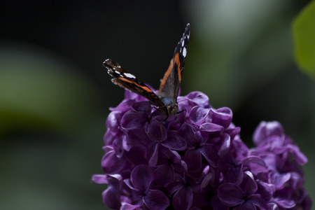 butterflyの写真素材