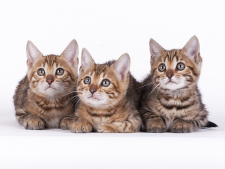 3 Bengal kittens 8 weeks old in front of white backgroundの写真素材