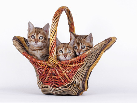 3 Bengal kittens 8 weeks old in front of white backgroundの写真素材