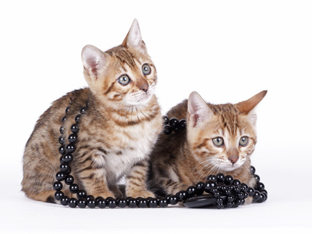 2 Bengal kittens 2 months old in front of white backgroundの写真素材