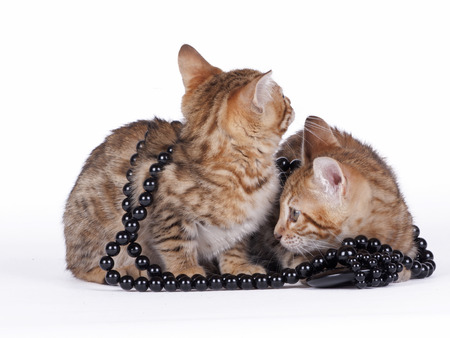 2 Bengal kittens 2 months old in front of white backgroundの写真素材