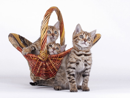 3 Bengal kittens 8 weeks old in front of white backgroundの写真素材