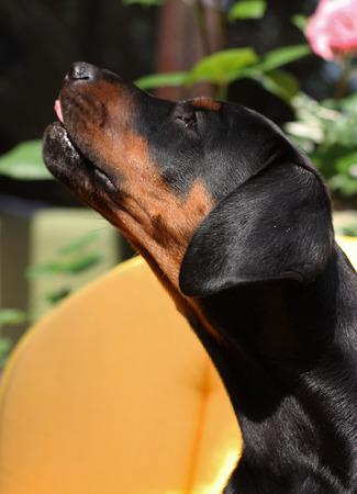 Doberman pappy 8 week oldの写真素材