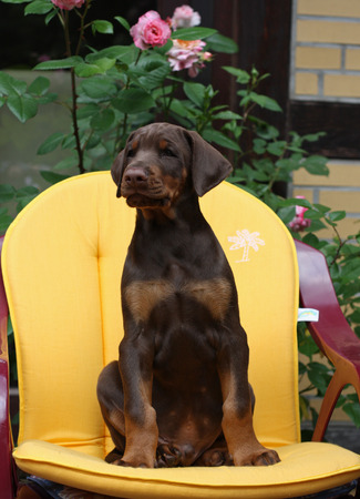 Doberman pappy 8 week oldの写真素材