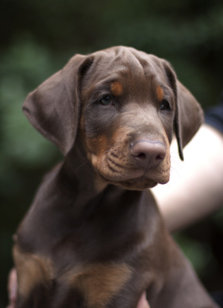 Doberman pappy 8 week oldの写真素材