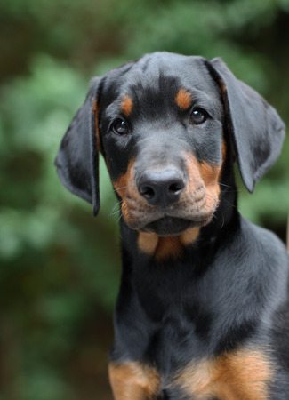 Doberman pappy 8 week oldの写真素材