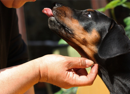Doberman pappy 8 week oldの写真素材