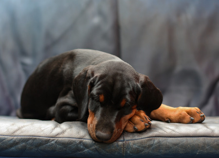 Doberman pappy 8 week oldの写真素材