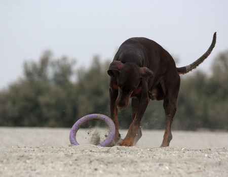 Doberman dog playing in the sandの写真素材