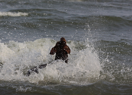 Doberman dog playing and swimming in the waterの写真素材