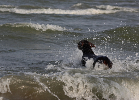 Doberman dog playing and swimming in the waterの写真素材