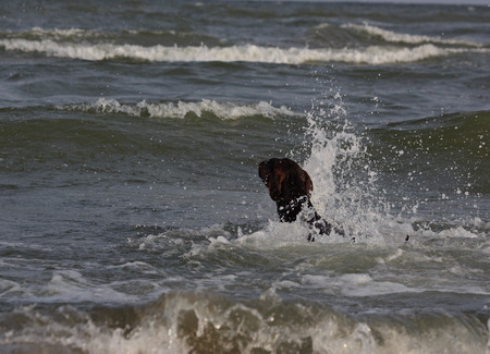 Doberman dog playing and swimming in the waterの写真素材