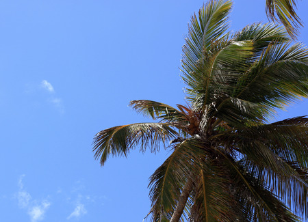Holiday, sea, sun, palm trees - a paradise on earth.の写真素材