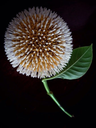 Thailand flower