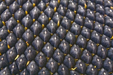 black seed sunflower row close-upの写真素材