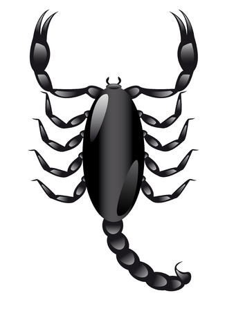 s&#1089;orpion on white background vector illustrationのイラスト素材