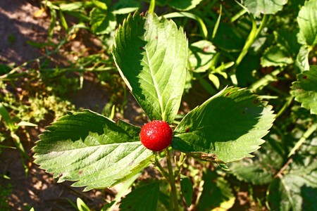 strawberry on a foliage