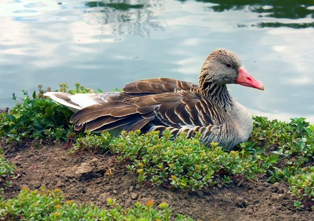 duck sitting ashore a lakeの写真素材