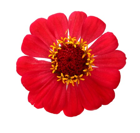 red flower for a decoration isolated on white backgroundの写真素材