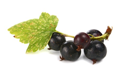 black currants isolated on white backgroundの写真素材