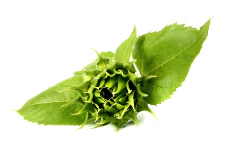 green sunflower isolated on white backgroundの写真素材