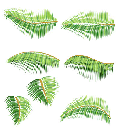 green leaves of tropical palm tree vector illustration flat style isolated on white backgroundのイラスト素材