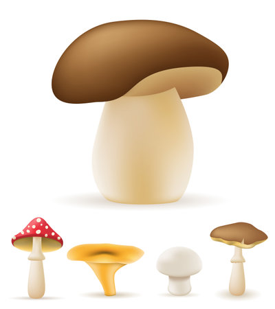 nature mushrooms cartoon stock vector illustration isolated on white backgroundのイラスト素材