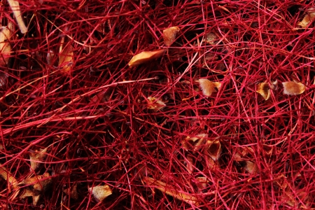 Crimson Bottle Brush Fallen Leaves of Autumnの写真素材