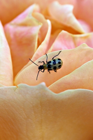 Yellow Lady Bug on Peach Roseの写真素材
